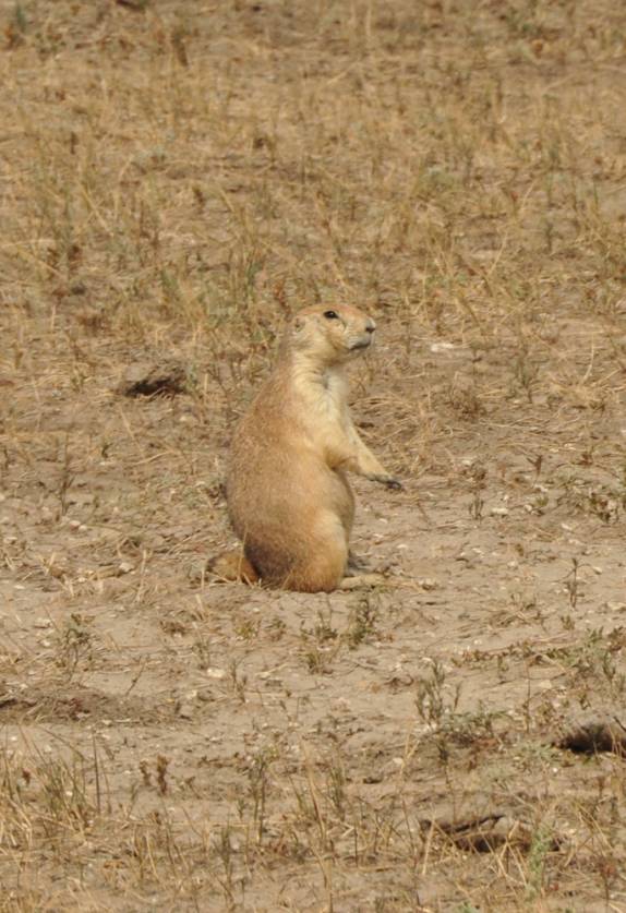Praire Dog no Badlands National Park, em South Dakota, nos Estados Unidos